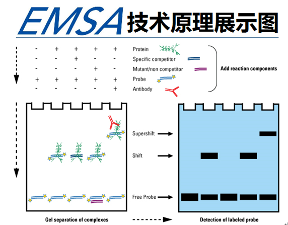 凝膠遷移或電泳遷移率EMSA實(shí)驗(yàn)