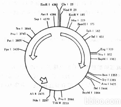 分子克隆和質(zhì)粒載體構(gòu)建服務(wù)