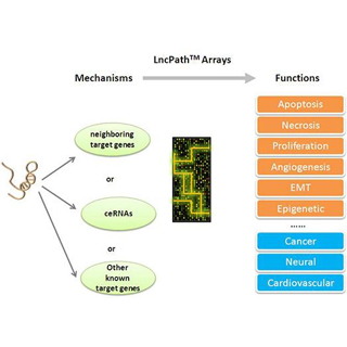 LncRNA芯片定制檢測服務