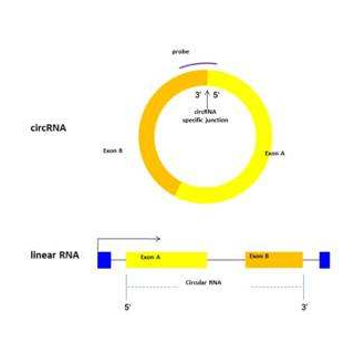 環狀RNA芯片定制檢測服務